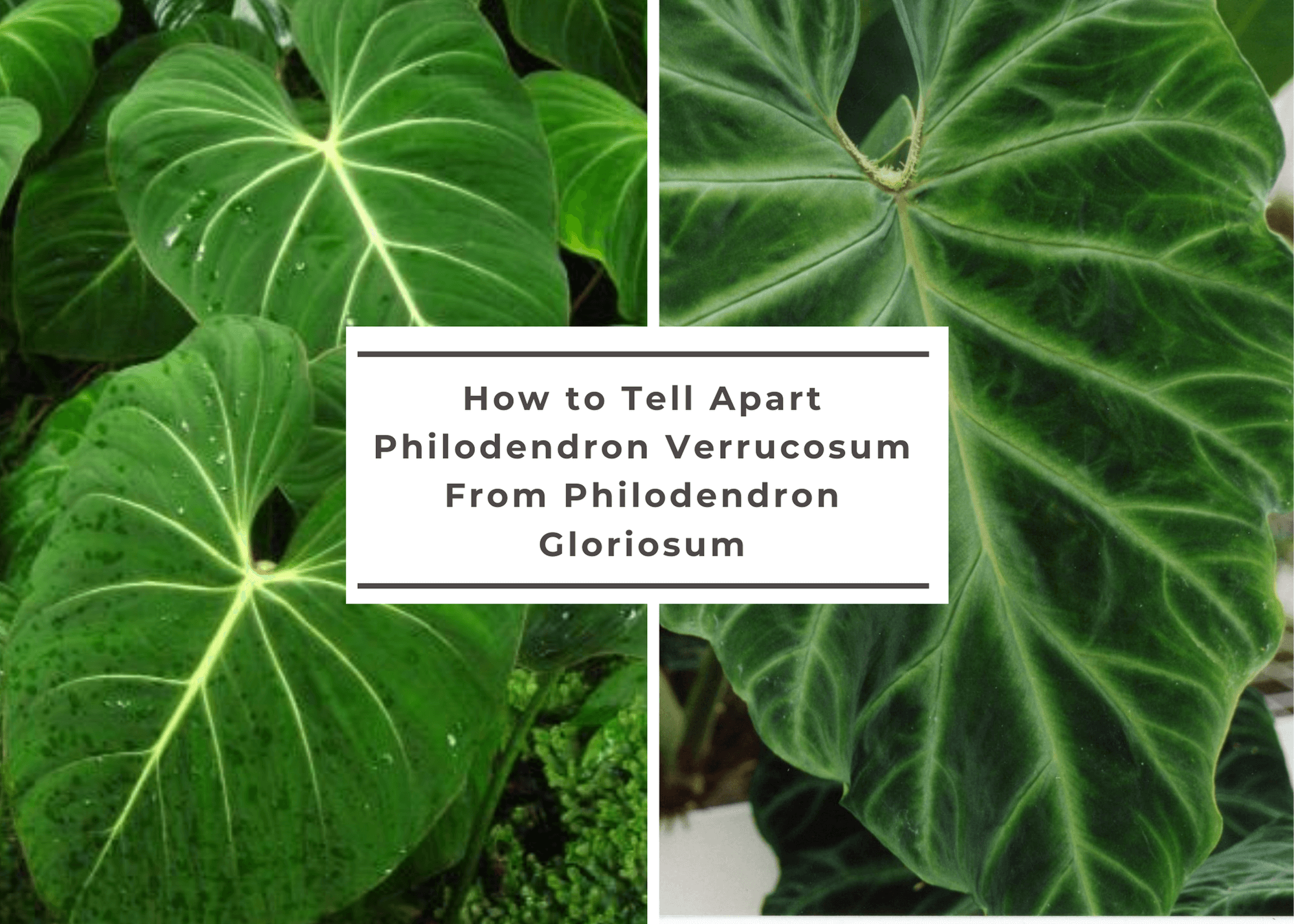 How to Tell Apart Philodendron Verrucosum From Philodendron Gloriosum -  Botanical Chick