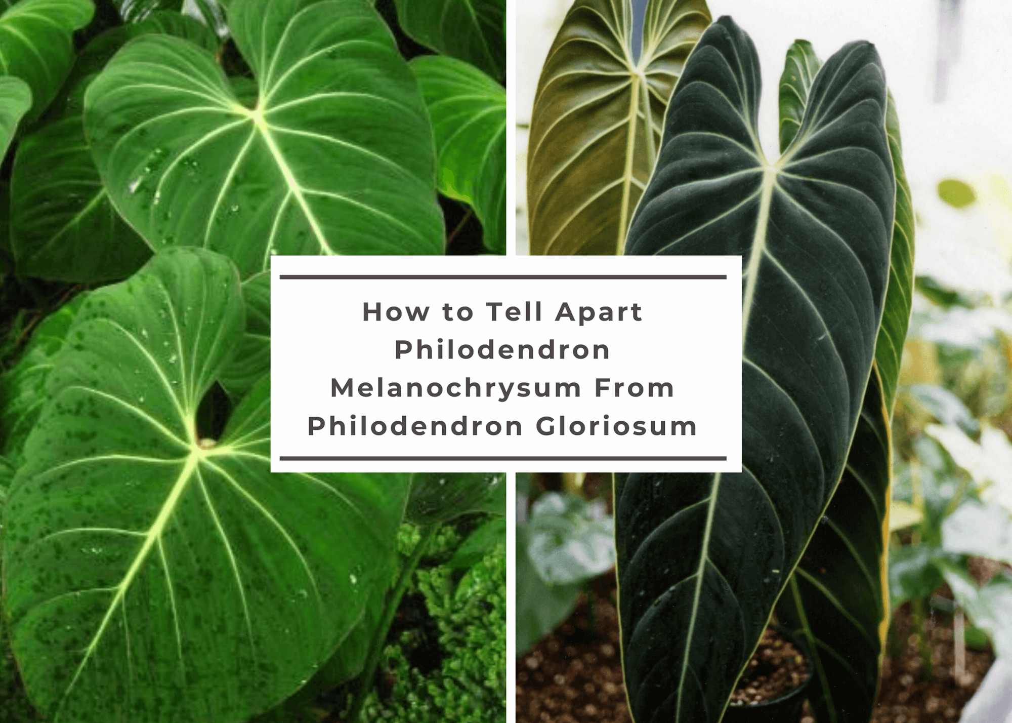 How To Tell Apart Philodendron melanochrysum From Philodendron gloriosum -  Botanical Chick