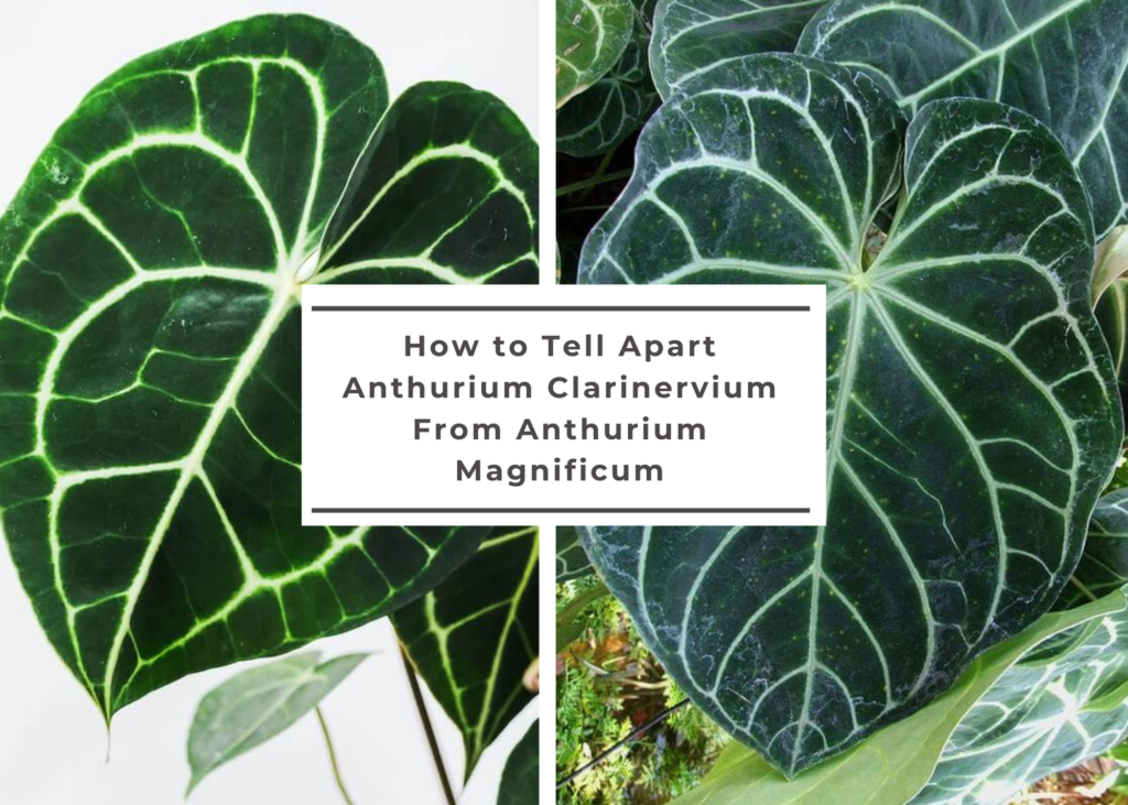 anthurium botanic Anthurium 'Orange' main image 0